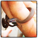Northern Redbelly Snake