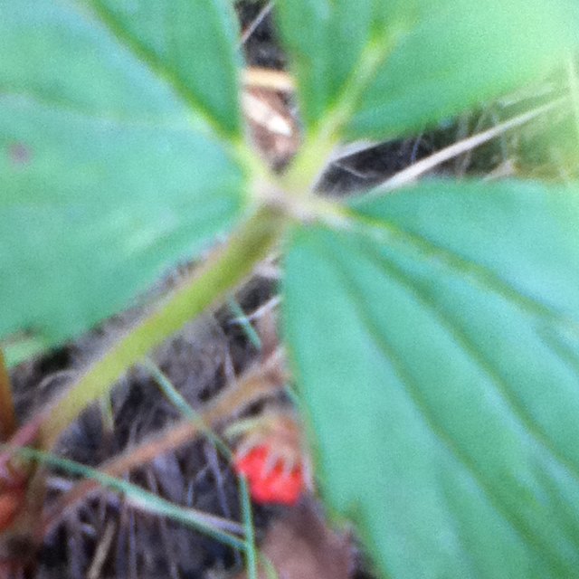 Wild strawberry 
