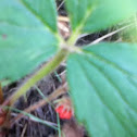 Wild strawberry 