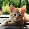Cat Wallpapers