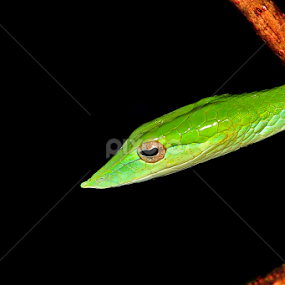 by रोहित वसावे - Animals Other