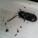 Eastern bess beetle