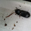 Eastern bess beetle