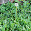 Dandelion