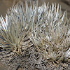 Mauna Kea silversword