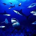 3D Shark