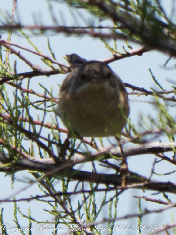 Subalpine Warbler; Curruca Carrasqueña