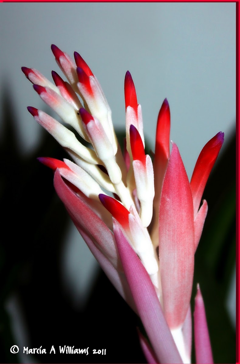 Common name: Summer Torch (Bromeliaceae – pineapple family)