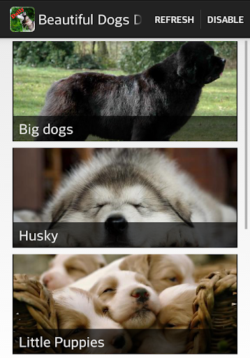 免費下載個人化APP|Beautiful Dogs Daily Wallpaper app開箱文|APP開箱王