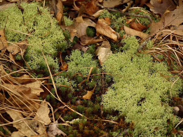reindeer-moss-project-noah