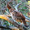 Ruffed Grouse