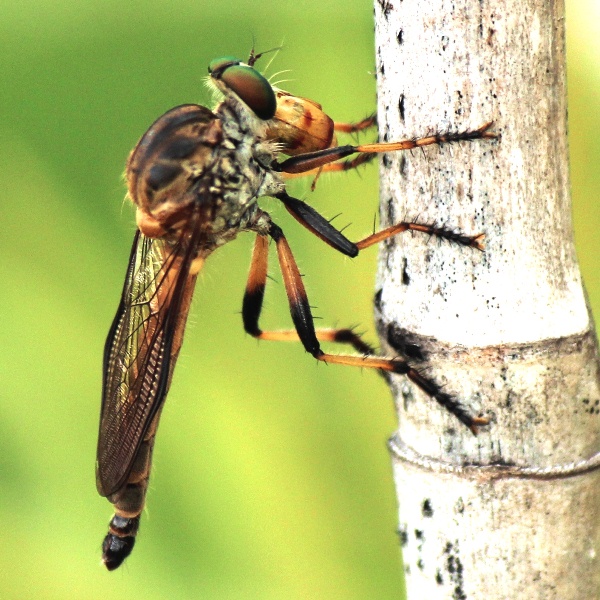 Robber Fly eating a Red-shouldered Leaf Beetle