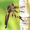 Robber Fly eating a Red-shouldered Leaf Beetle