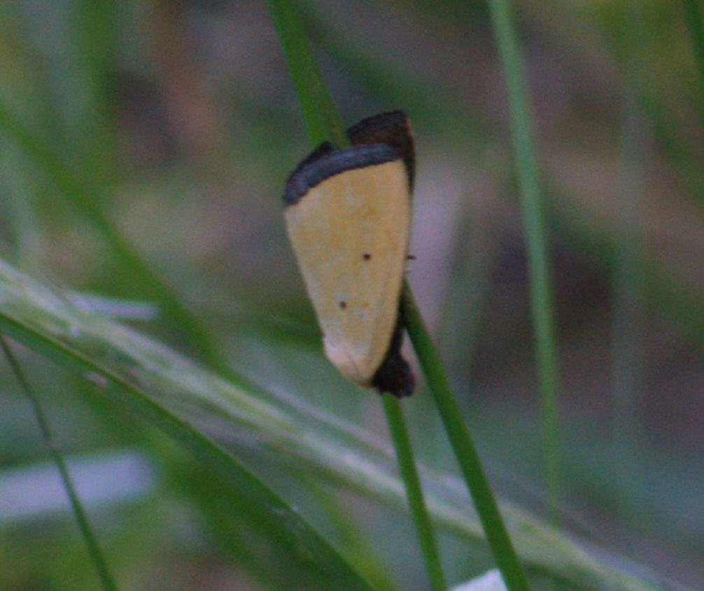 Black-Bordered Lemon Moth