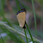 Black-Bordered Lemon Moth