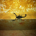 Slenderbrown scorpion