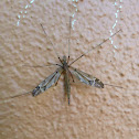 Large Crane Fly, female