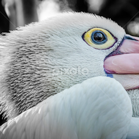 Sharp Eye by Daniel Mutryn - Animals Birds
