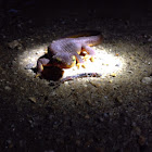 California newt