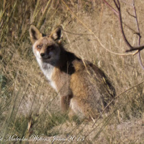 Iberian Mammals