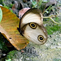 silky owl butterfly