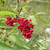 Red Elderberry