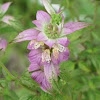 Spotted horsemint