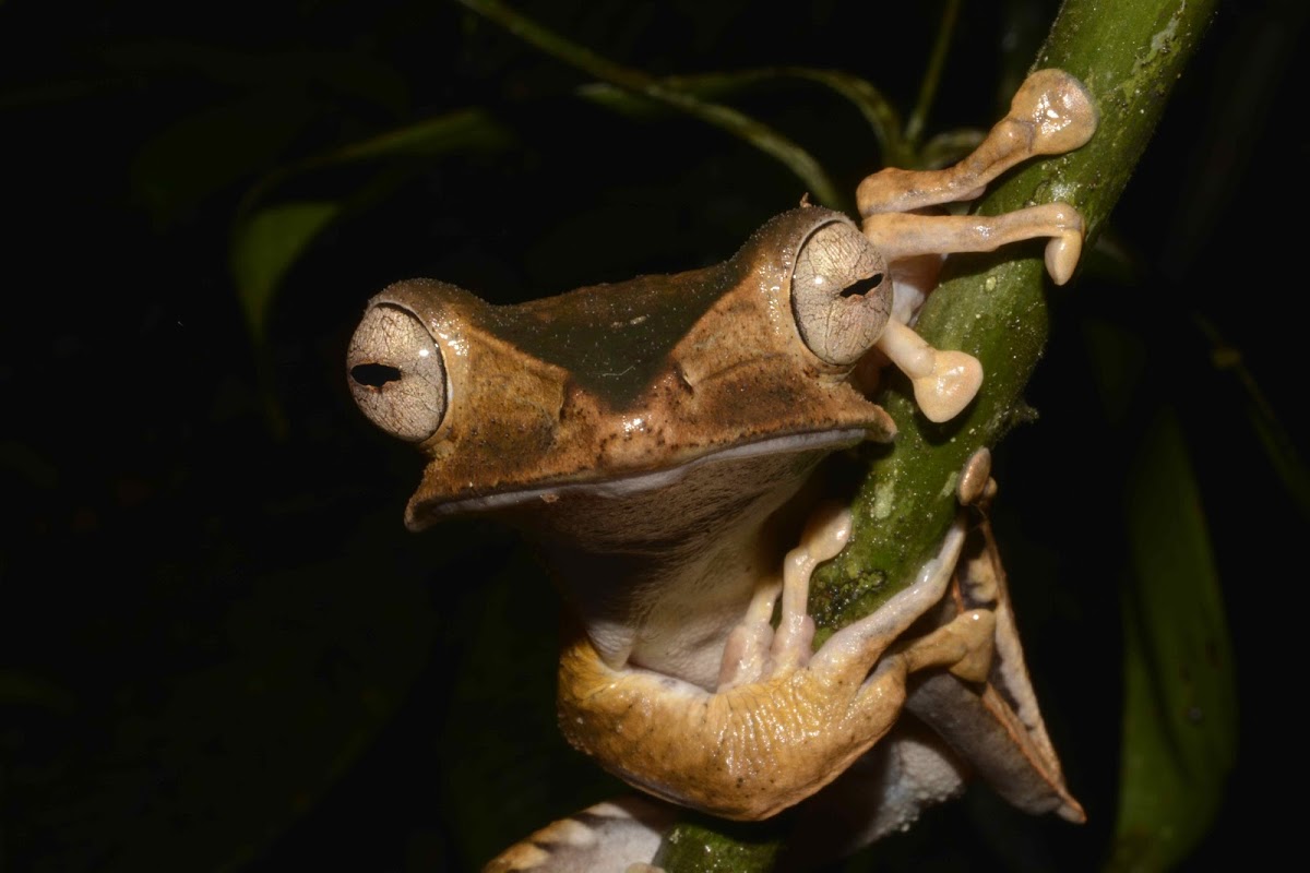 File-Eared Tree Frog / Borneo Eared Frog