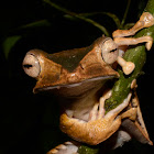 File-Eared Tree Frog / Borneo Eared Frog