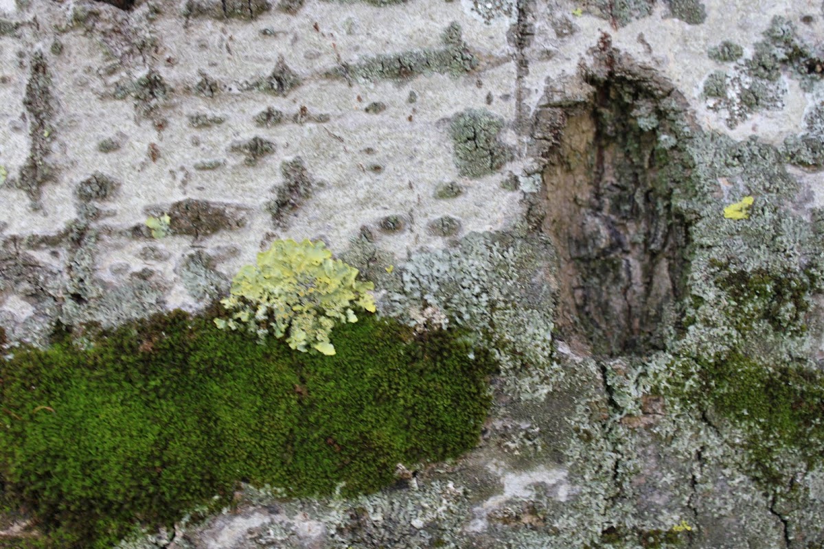 Mosses and lichens 