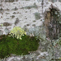 Mosses and lichens 
