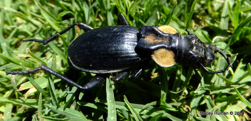 Tyrant ground beetle