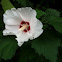 Hibiscus/ Rose of Sharon