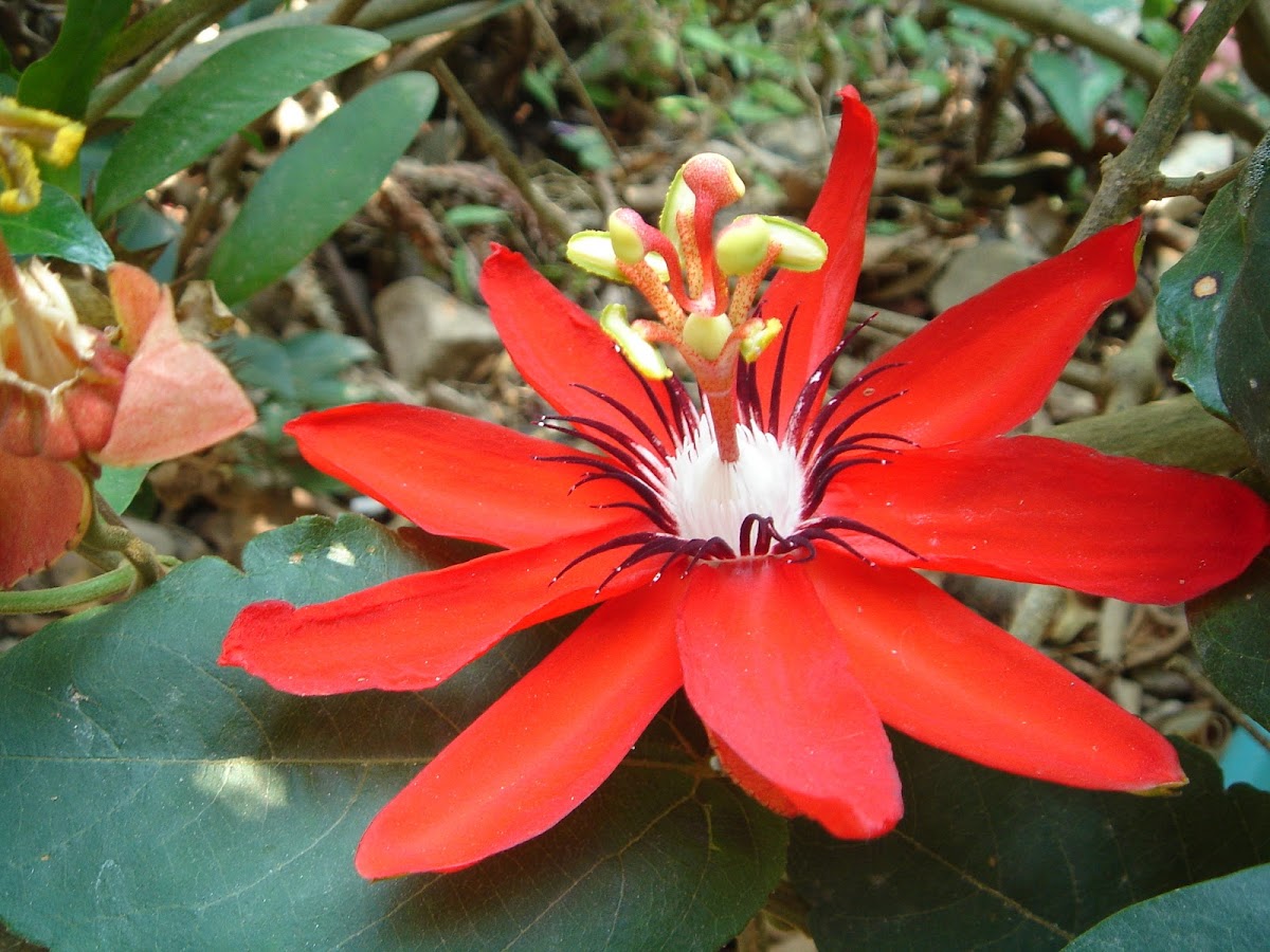 Red Passionflower