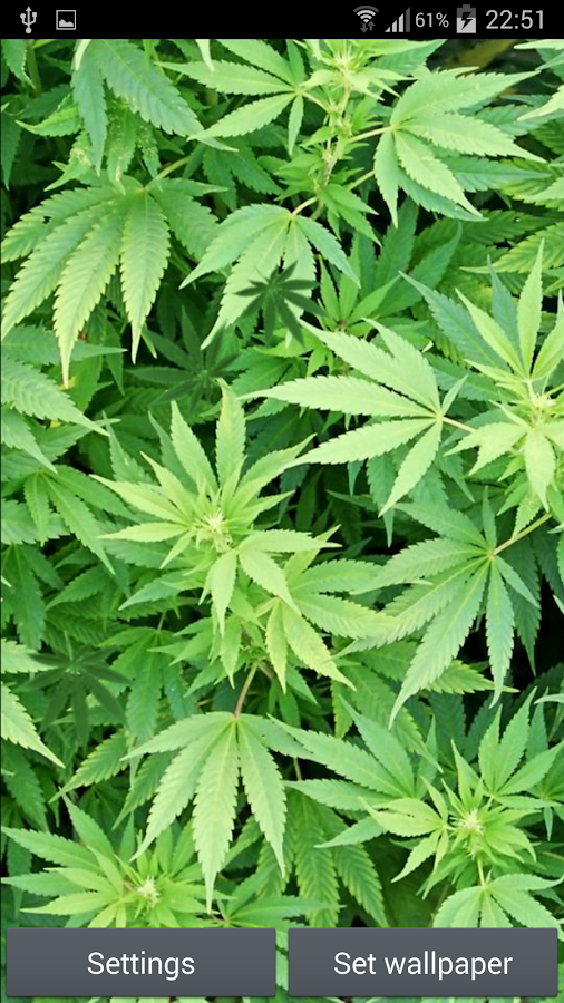 Maconha Papel de Parede – Apps para Android no Google Play