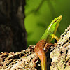 Emerald Tree Skink