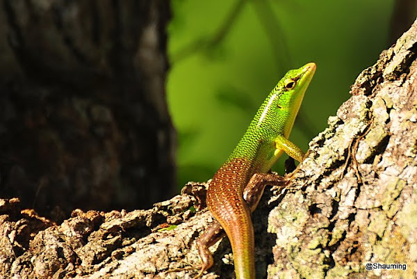 Emerald Tree Skink | Project Noah