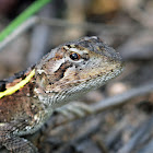 Nobbi Dragon