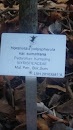 Horsfielda Polyspherula