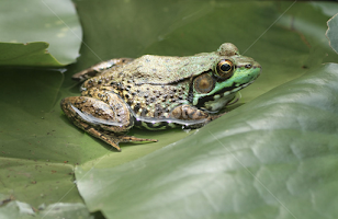 Mr Frog by John Forrant - Animals Amphibians