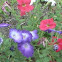 Petunias Red, White, and Blue
