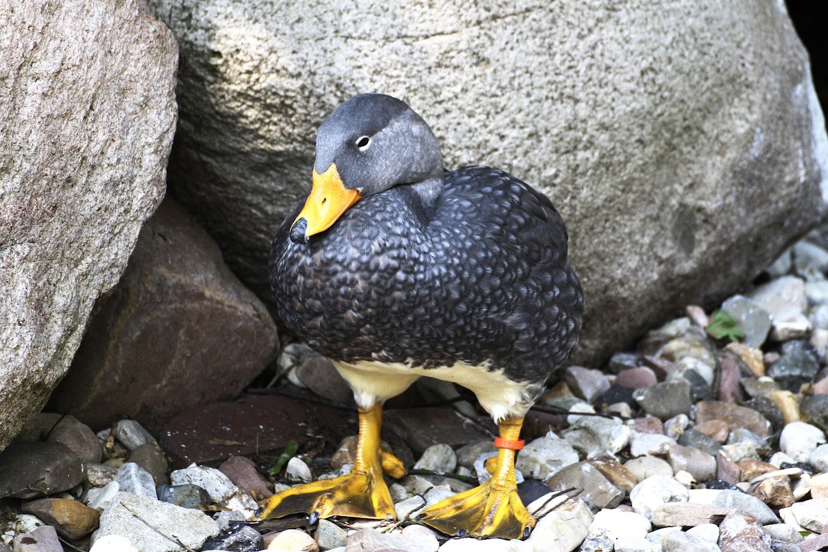 Fuegian Steamer Duck Project Noah