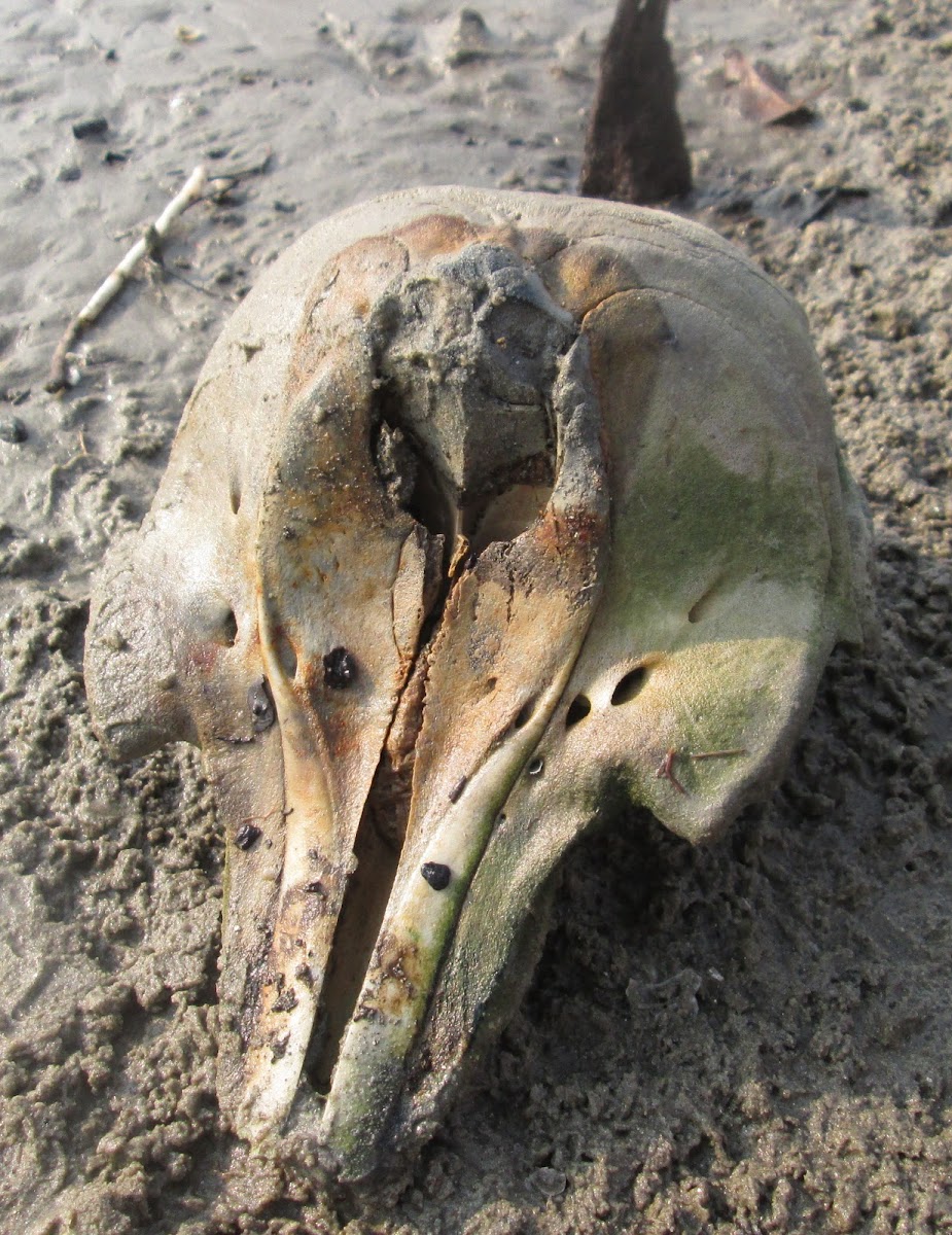Harbor Porpoise Skull