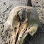 Harbor Porpoise Skull