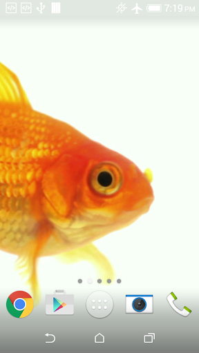 Goldfish Live Wallpaper