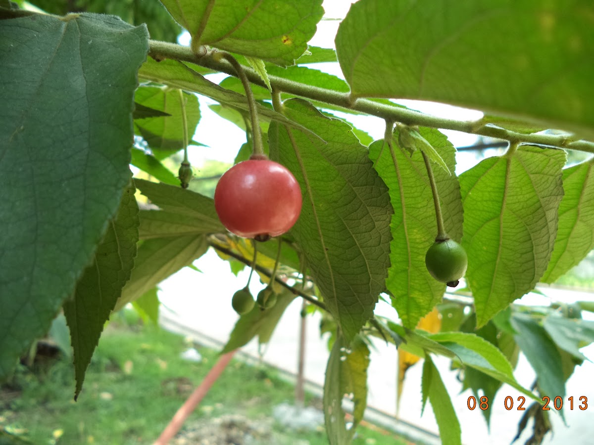 Jamaican cherry / Panama berry / Singapore cherry /Bajelly tree/Strawberry tree