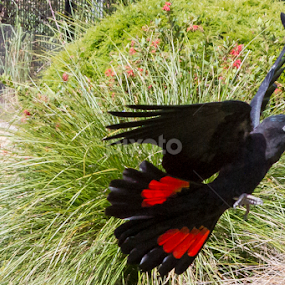 Taronga Zoo by Cheryl Waring - Animals Birds