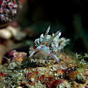 nudibranch