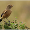 Siberian Stonechat - Female