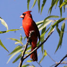 Northern Cardinal